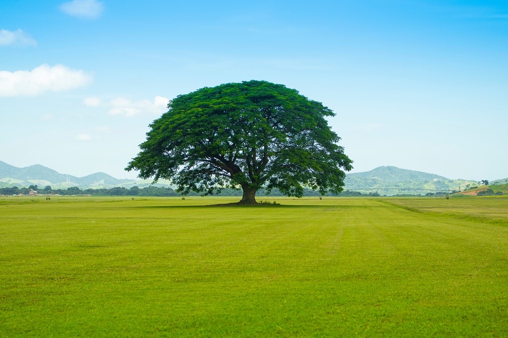 Warm Season vs Cool Season Grass Things to Consider